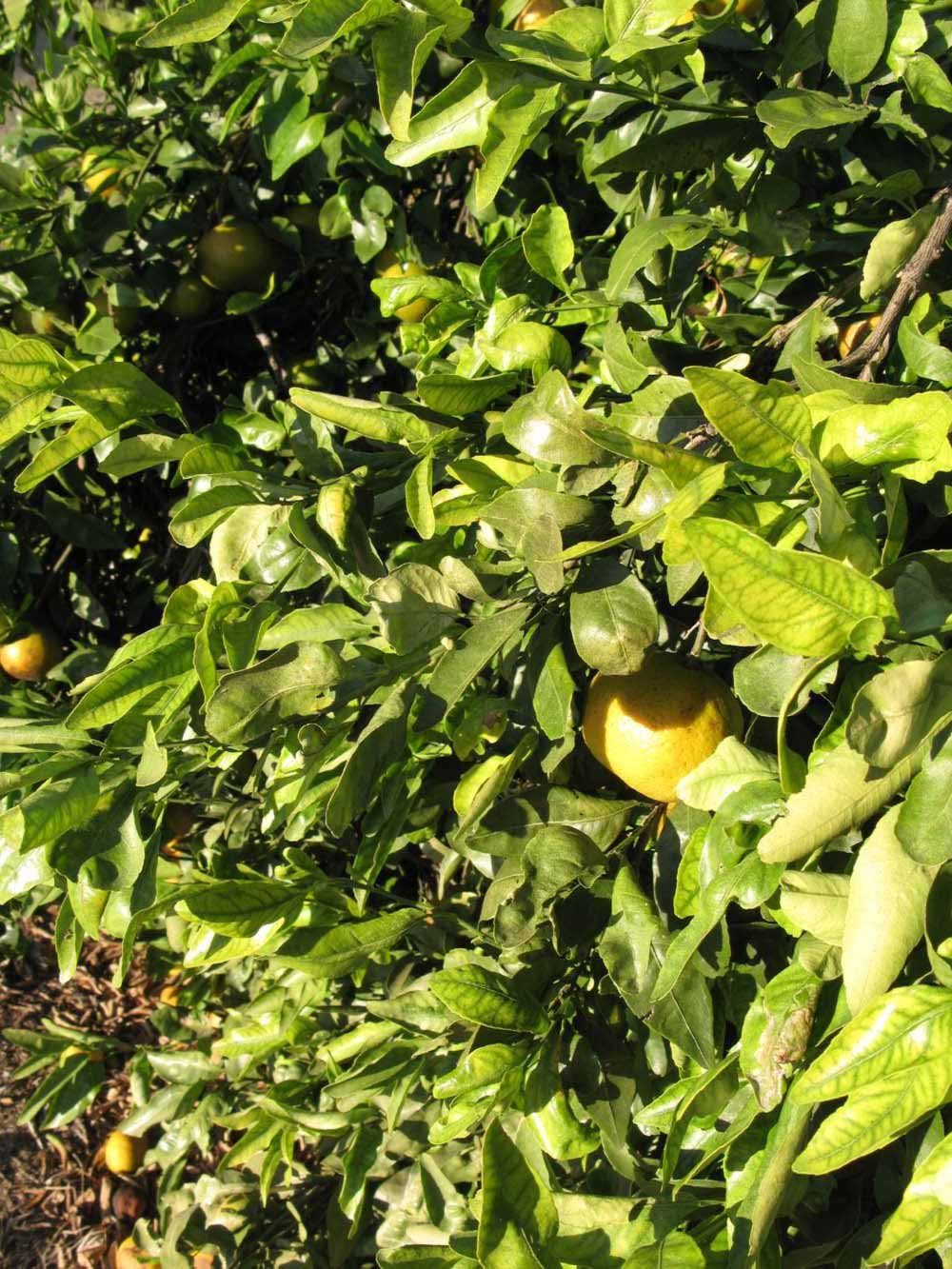            Sun leaves (Winter Haven, FL)   